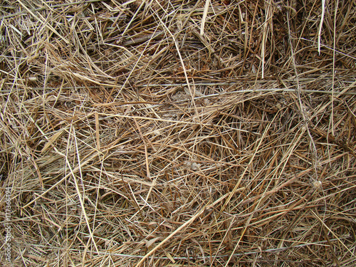 Wallpaper Mural Hay closeup background Torontodigital.ca