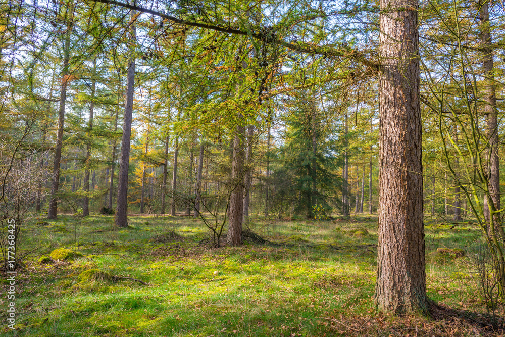 Fototapeta premium Pine forest in sunlight at fall