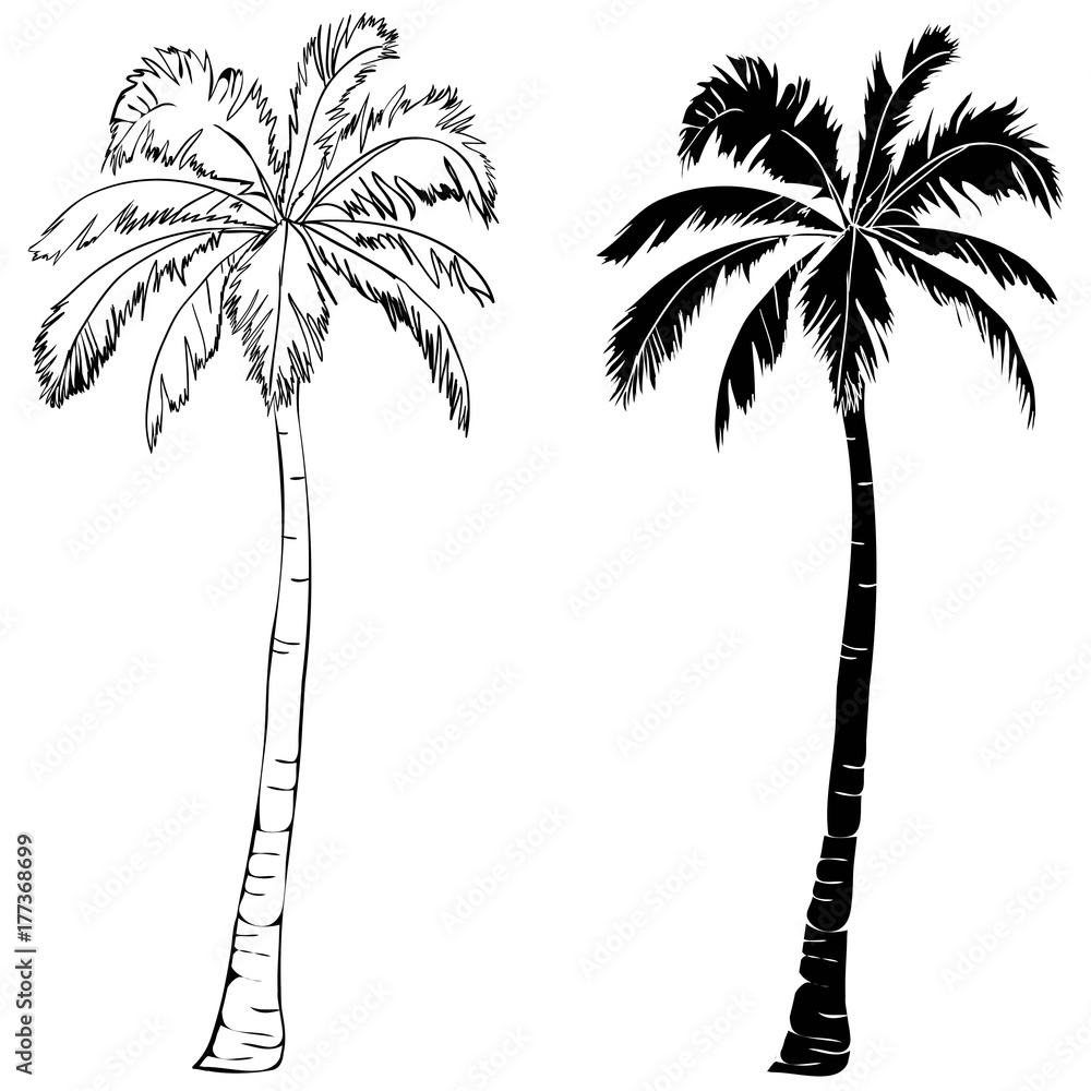 Naklejka premium Black vector single palm tree silhouette icon isolated