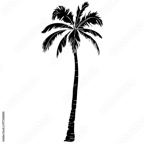 Black vector single palm tree silhouette icon isolated
