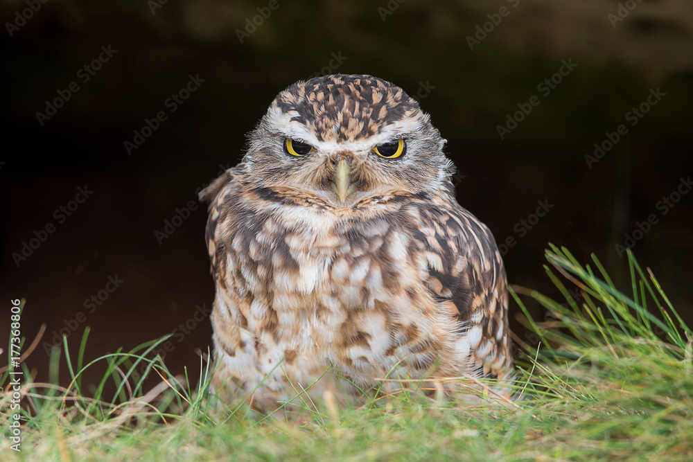 A close up photo of a small burrowing owl standing on the ground under a rock and facing forward A close up photo of a small burrowing owl standing on the ground under a rock and facing forward