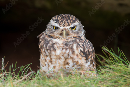 A close up photo of a small burrowing owl standing on the ground under a rock and facing forward