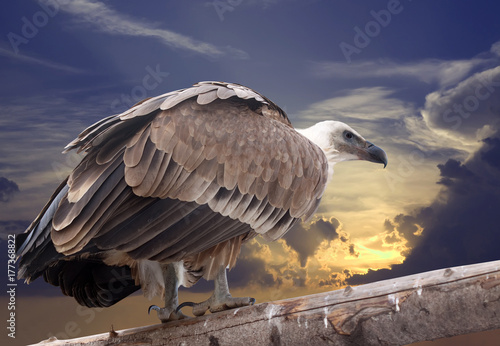  Griffon vulture against sunset sky