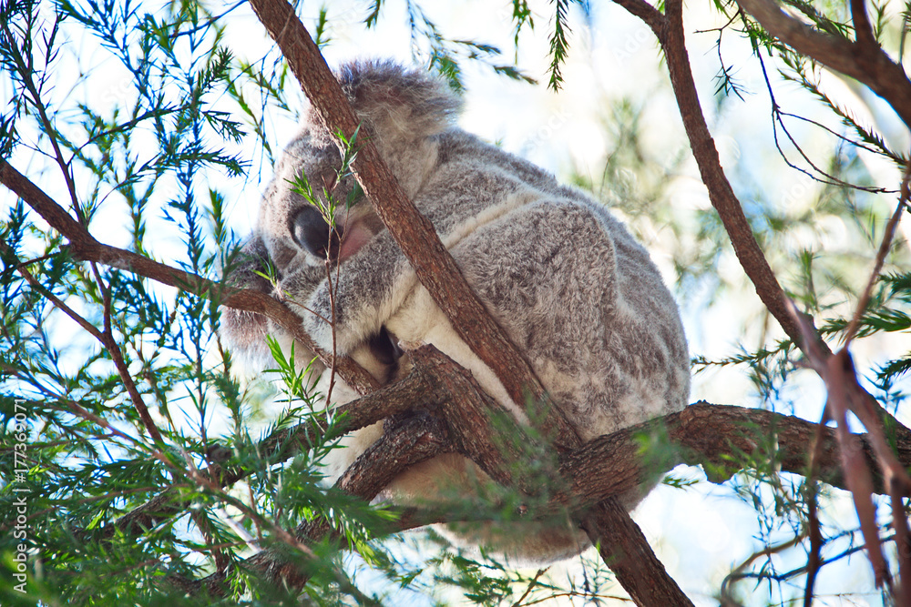 Fototapeta premium Koala