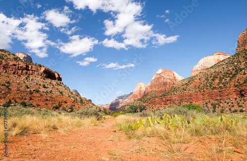 Zion National Park canyon hiking trail. Beautiful landscape with cactus  red rock formations and jagged peaks. Blue sky with white clouds.