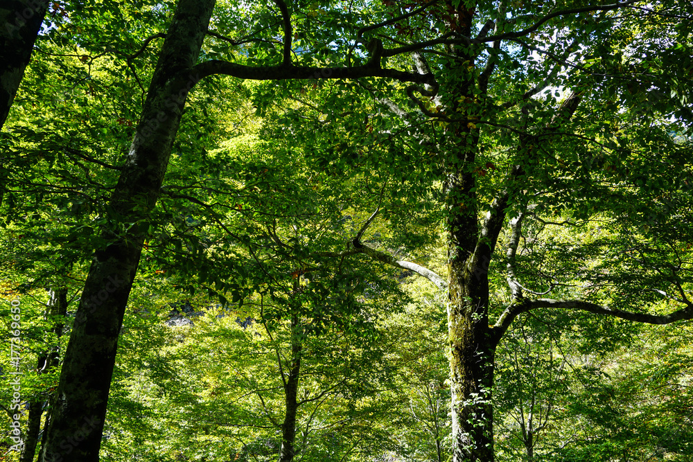 Fototapeta premium 日本の固有種 ブナの木