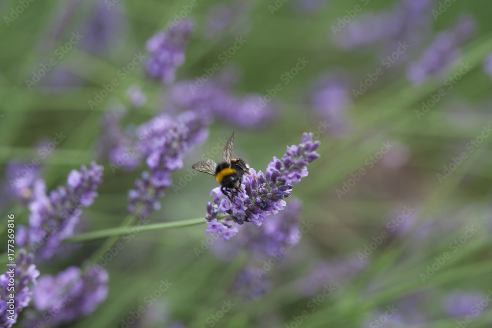 Bourdon Bourdon