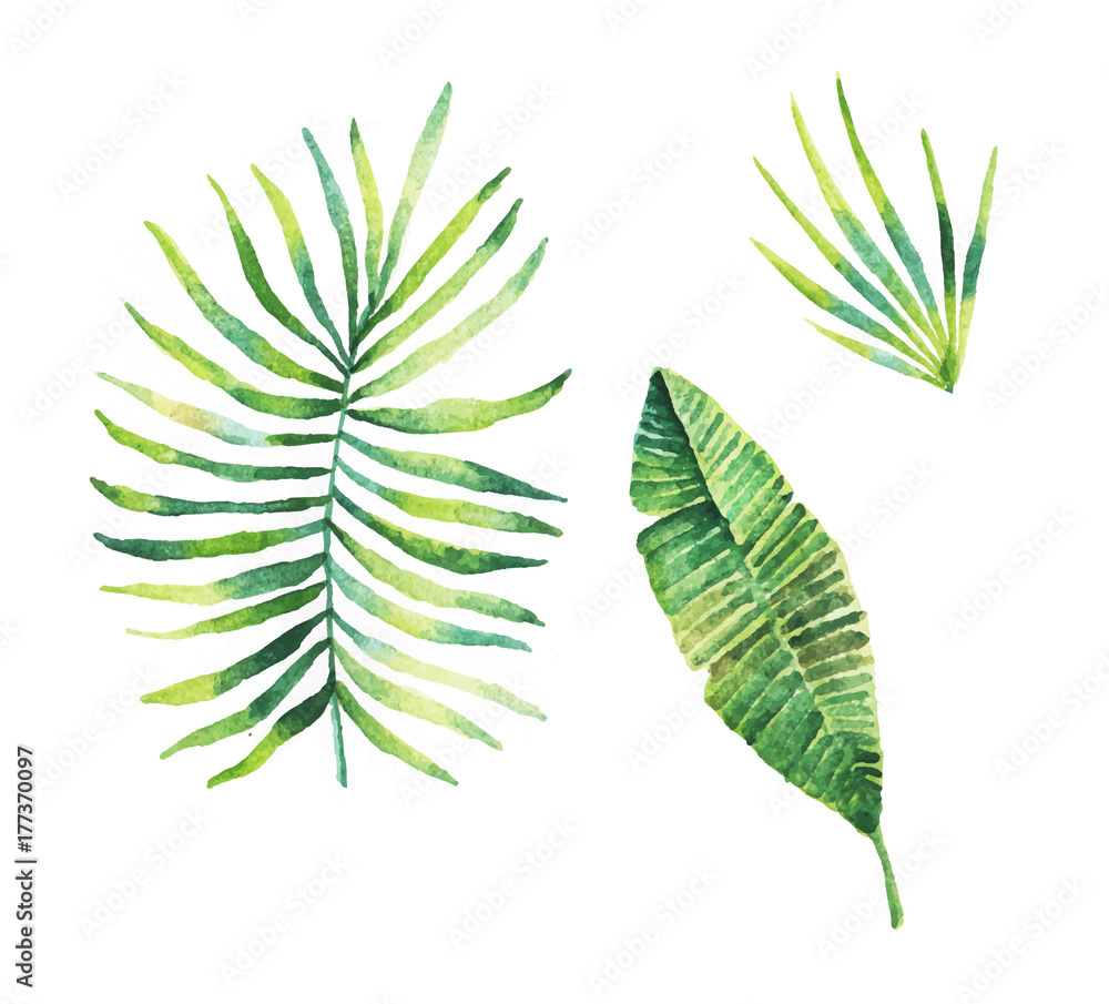 tropical leaf watercolour illustration tropical leaf watercolour illustration