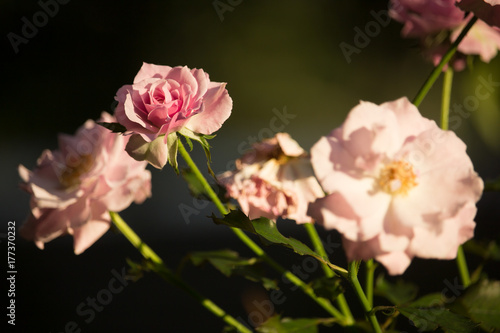 Soft Pink mix white rose flower