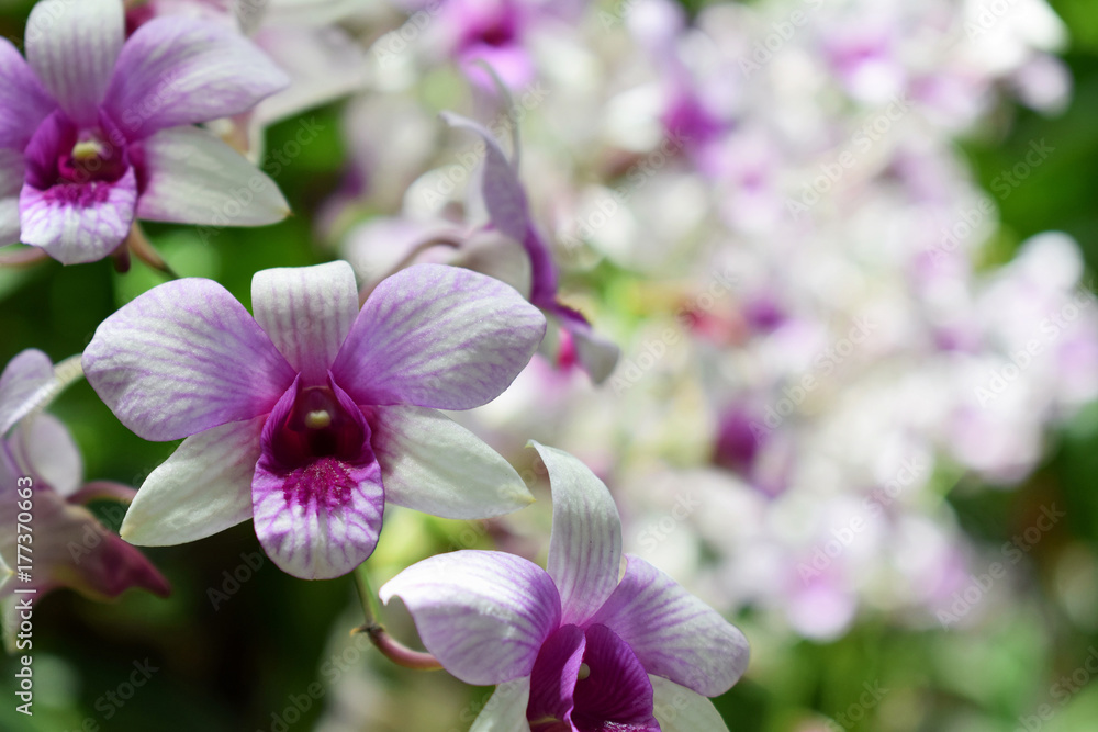 selective focus beautiful fresh orchids with copy space selective focus beautiful fresh orchids with copy space