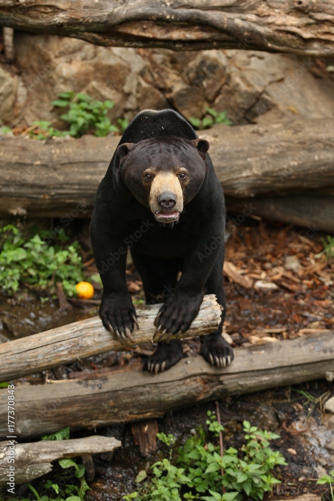 Malayan bear in the nature habitat. Beautiful smaller kind of bears in zoo. Rare animal in captivity. Helarctos malayanus. Malayan bear in the nature habitat. Beautiful smaller kind of bears in zoo. Rare animal in captivity. Helarctos malayanus.