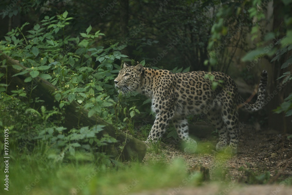 Endangered amur leopard resting on a tree in the nature habitat. Wild animals in captivity. Beautiful feline and carnivore. Panthera pardus orientalis.