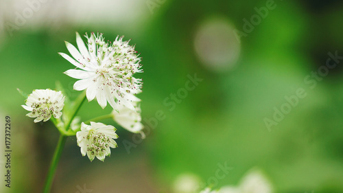 Snow white Astrantia major flowers in bloom photo