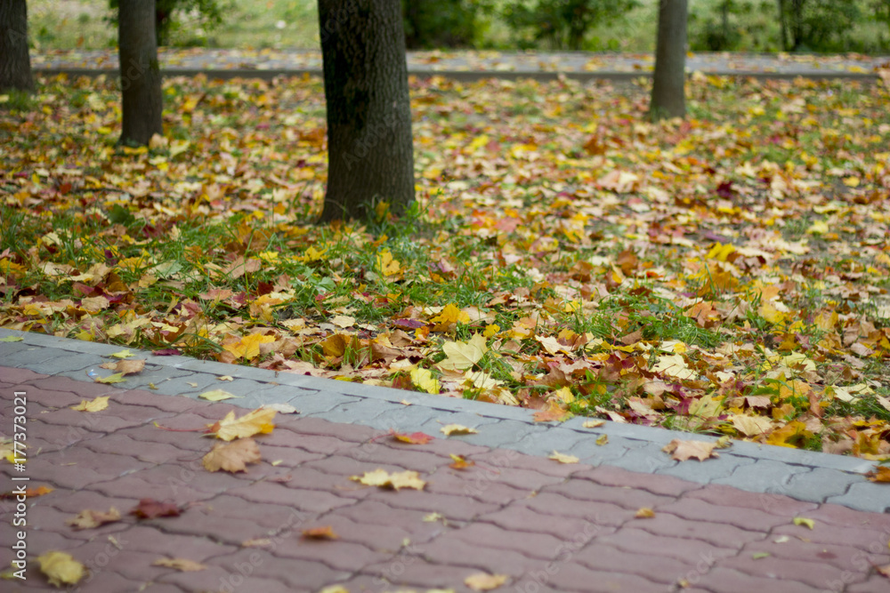 tile road in autumn with colorful leaves. Texture, pattern, background. maple leaves in autumn on a sidewalk tile road in autumn with colorful leaves. Texture, pattern, background. maple leaves in autumn on a sidewalk