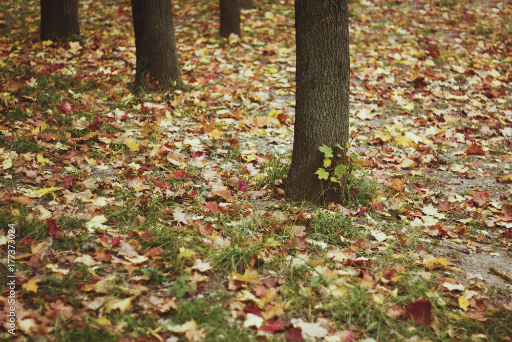 background of colorful autumn maple leaves, which lie on the green grass in the park. background of colorful autumn maple leaves, which lie on the green grass in the park.
