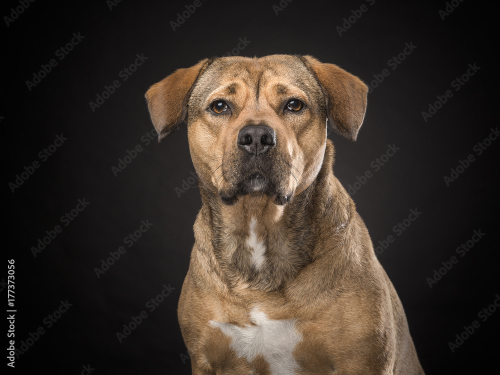 Portrait of a rottweiler mix dog on a black background
