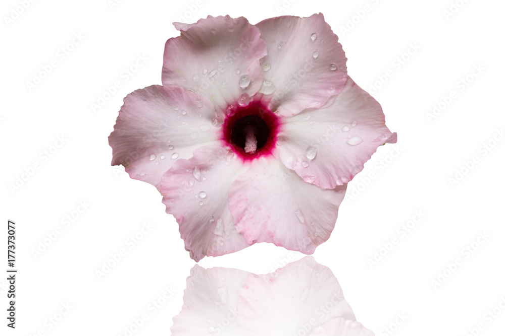 pink flower - obrazy, fototapety, plakaty 
