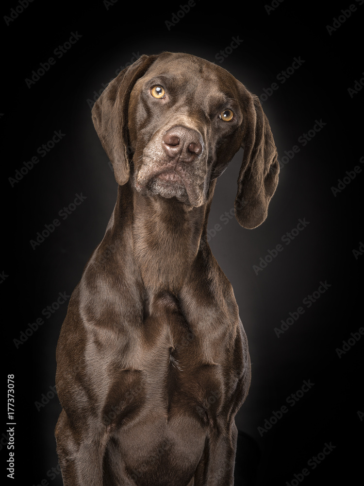 Portrait of a brown german short hair pointer on a black background