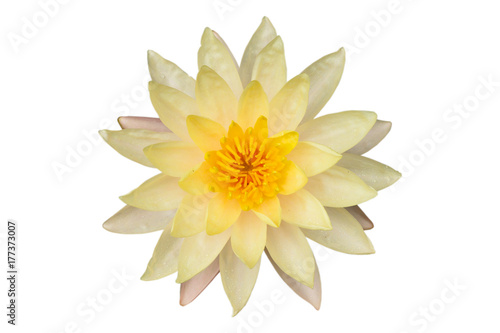 Beautiful yellow lotus flower isolated on white background.with clipping path.