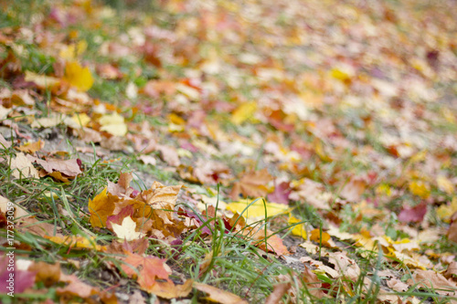 background of colorful autumn maple leaves, which lie on the green grass in the park.