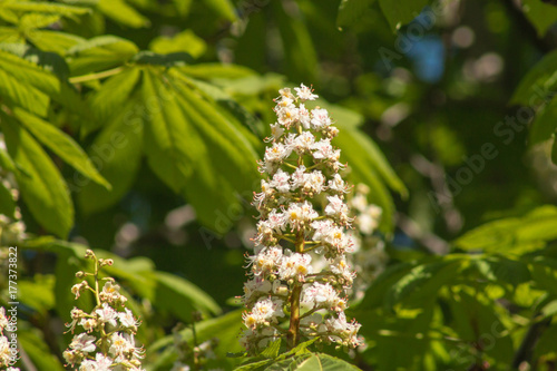 beautiful white chestnut flowers on a background of bright green leaves