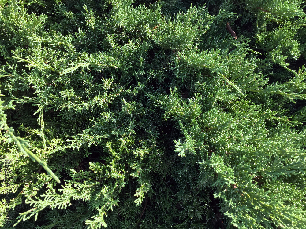 evergreen plant evergreen plant