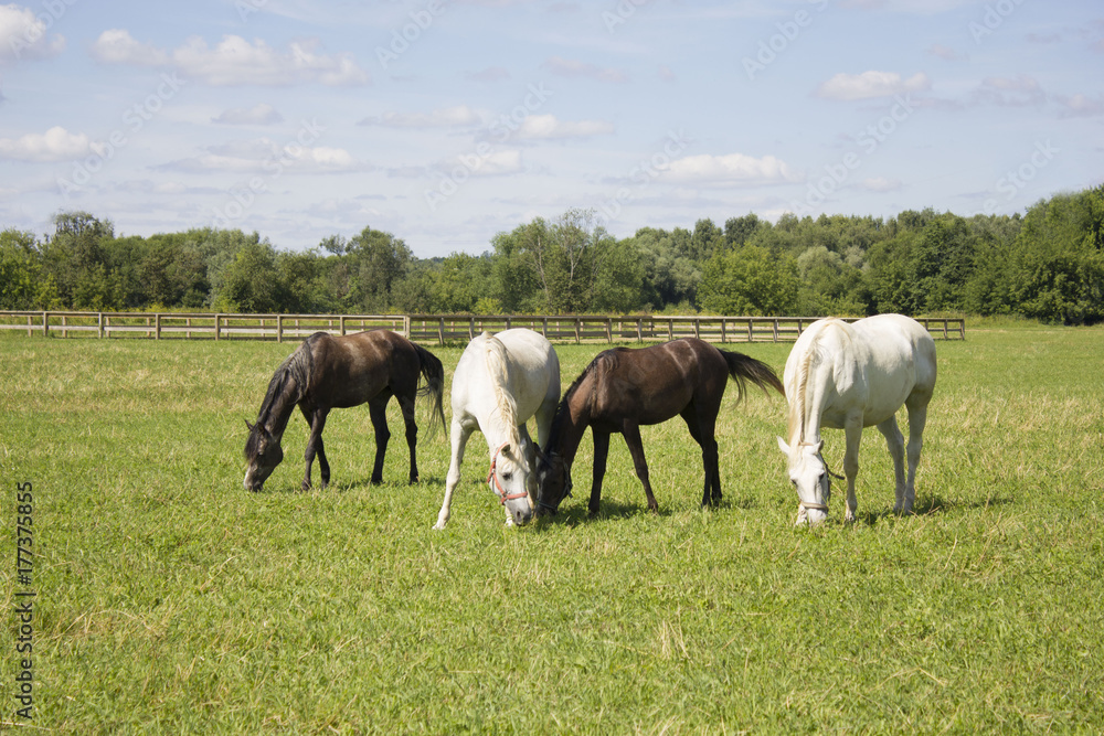 horses grazing in a field