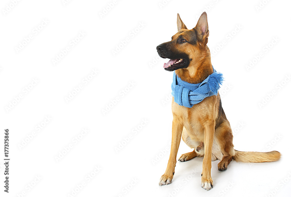 dog - shepherd dog with a blue knitted scarf on a white background