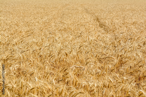 Mature wheat field in a sunny summer day.