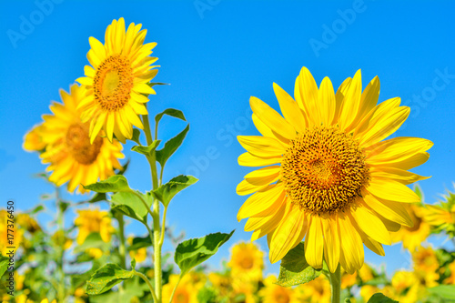Ukrainian field of sunflowers. Sunflowers in the field close up on a background of blue sky.