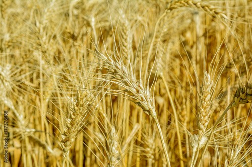 Ears of wheat close-up. Ripe wheat ears on the field.
