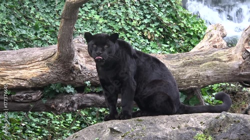 Black Panther  