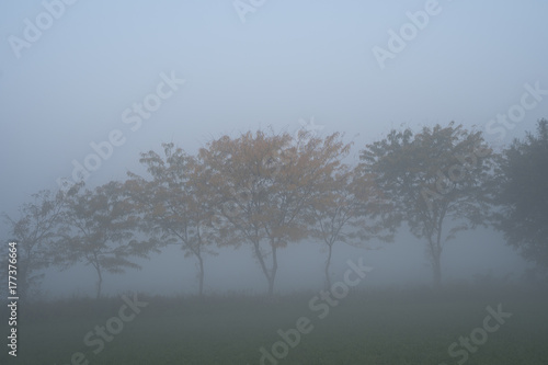 Trees in the fog early in the morning