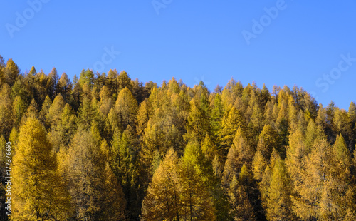 Autumn in the valley of Engadin, Graubünden, Switzerland, Europe