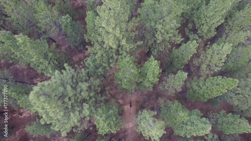 Aerial shot of mountain bikers riding fast through the trees