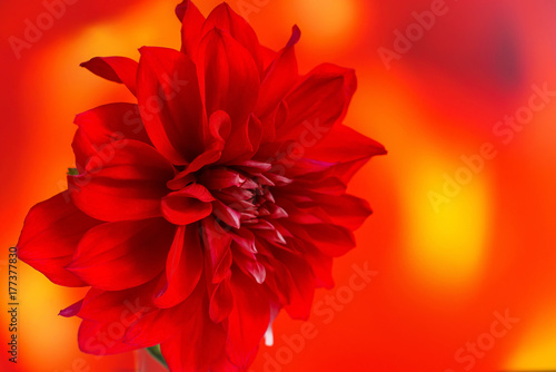 Single Dahlia on bright colorful background