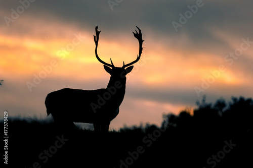 fallow deer at sunset © Pim Leijen