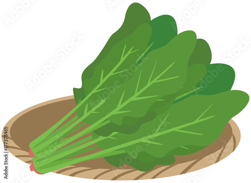 ほうれん草　イメージイラスト