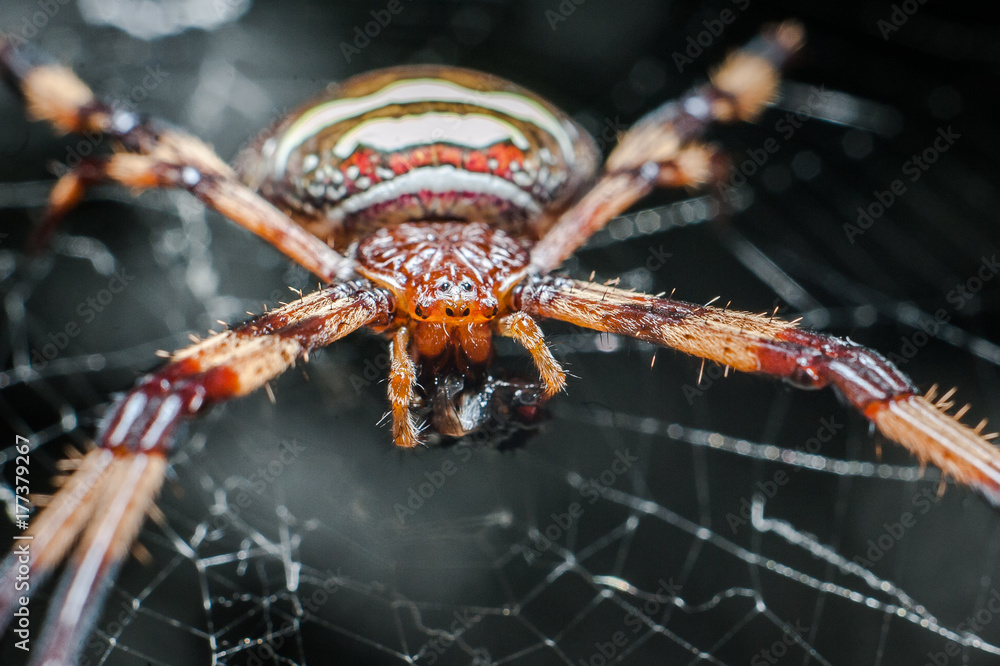 spider spider