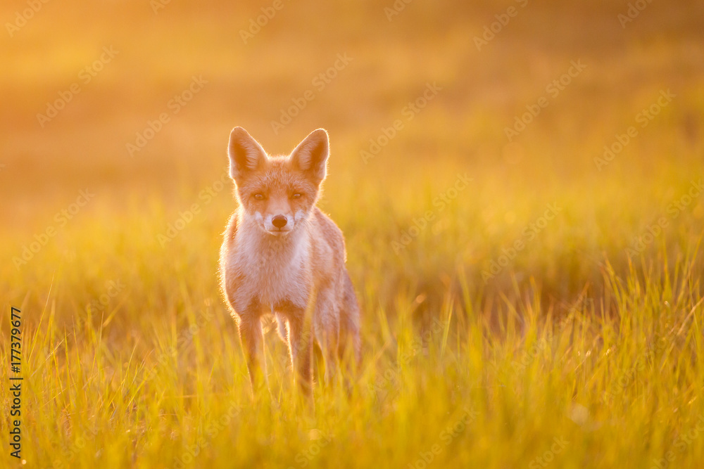 red fox in beautiful light red fox in beautiful light