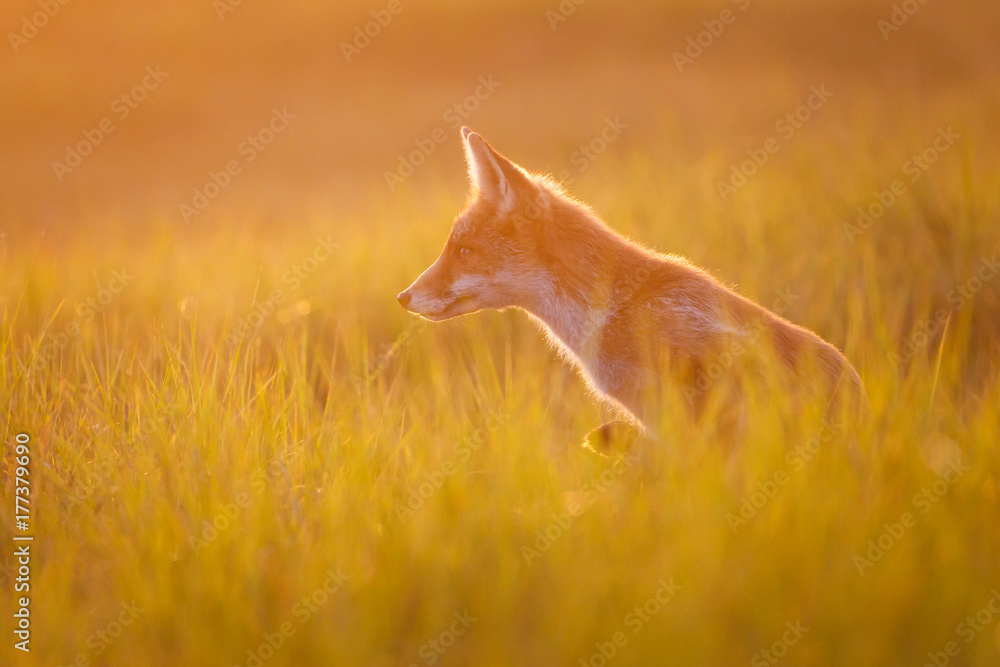 Fototapeta premium red fox in beautiful light