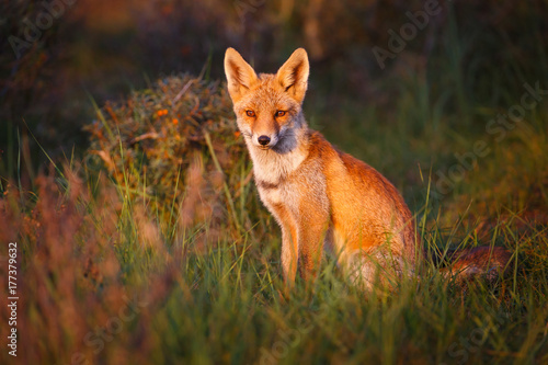 Wallpaper Mural red fox in beautiful light Torontodigital.ca