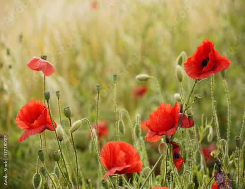 Wild poppies growing in corn field