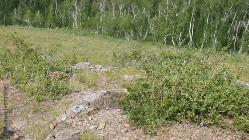 Arkaim. Grass On The Hillside