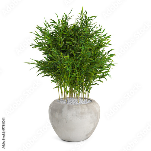 Decorative Bamboo Muriel tree isolated on white background. 3D Rendering.