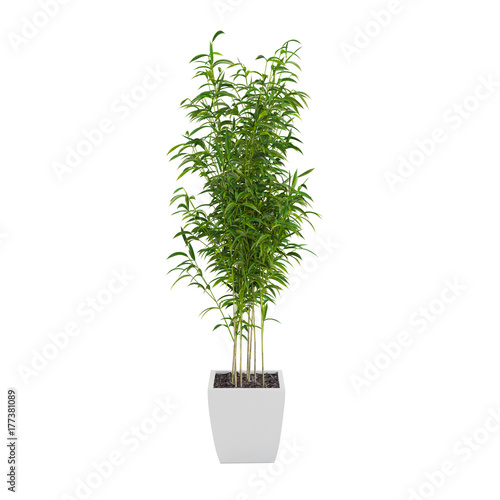 Decorative Bamboo Muriel tree isolated on white background. 3D Rendering.
