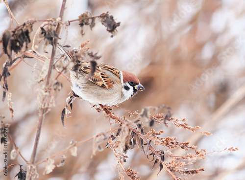 Sparrow sitting in the bushes in winter, and eats seeds Artemisia photo