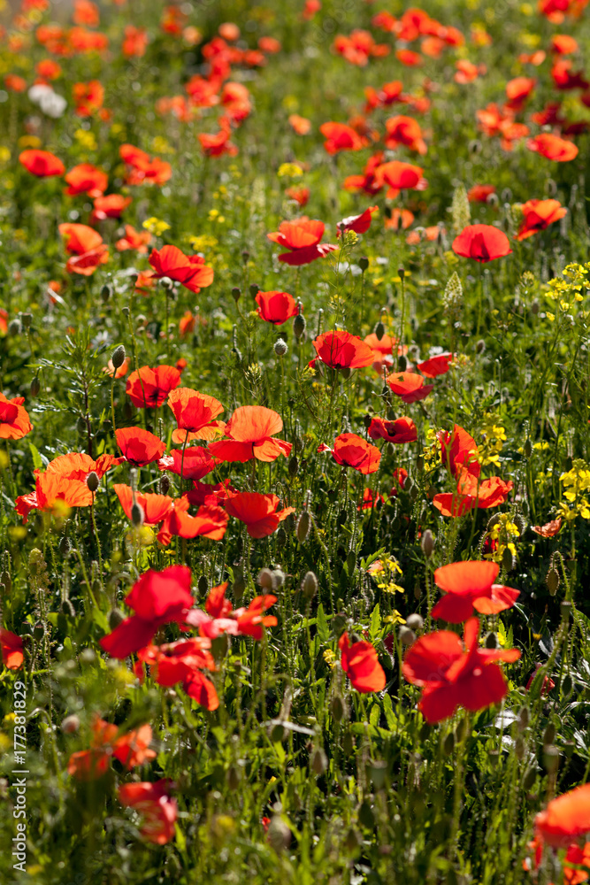 Poppies in sunny field