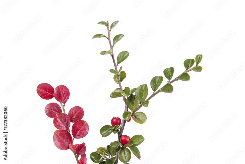 Green branch with leaves pick from the meadow in fall. Autumn scene Green branch with leaves pick from the meadow in fall. Autumn scene