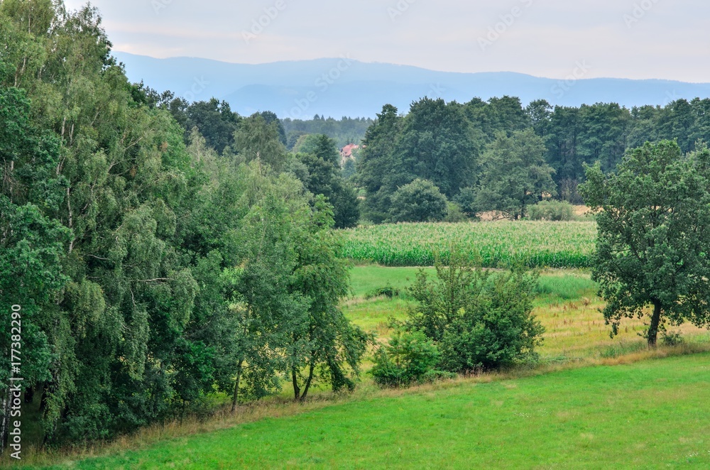 Green summer landscape. Green trees, hills and mountains in the background. Green summer landscape. Green trees, hills and mountains in the background.